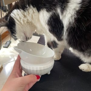 Comedero gato