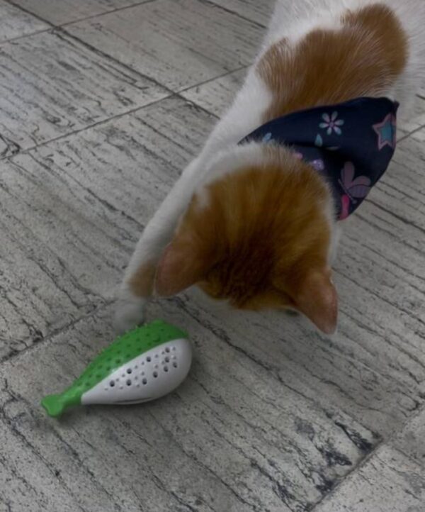 Renacuajo catnip - Imagen 2