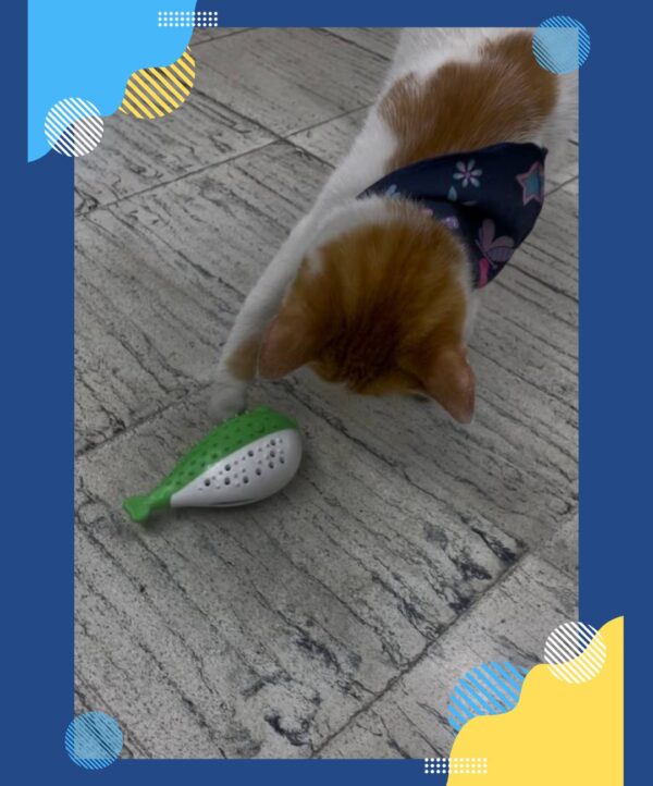 Renacuajo catnip